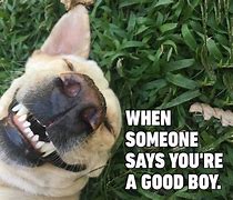 Image result for Cool Puppy Meme