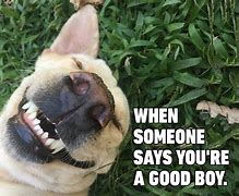 Image result for Pet Memes Pic