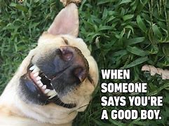 Image result for Puppy Funny Memes 2019