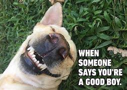 Image result for Funny Dog Memes Funny