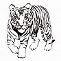 Image result for White Tiger Outline