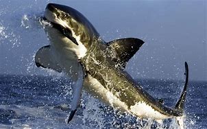 Image result for Great White Shark Eating