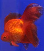 Image result for Gold Fish Wallpaper
