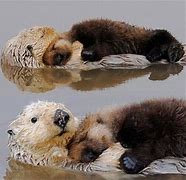 Image result for Otter Sleep