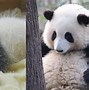 Image result for Hua Hua Panda Eating