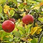 Image result for Yellowing Apple Tree Leaves