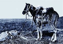 Image result for WW1 Dead Animals