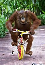 Image result for Orangutan On Bike Meme