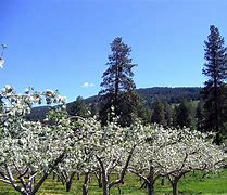 Image result for Apple Orchard inBloom