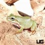Image result for Dumpy Tree Frog