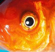 Image result for Fish Eye Hook