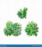 Image result for Hedge Bush