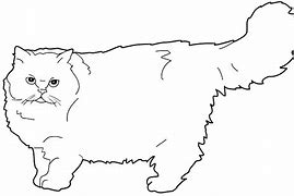 Image result for Persian Cat Coloring Pages