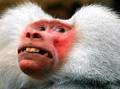 Image result for Funniest Monkeys Ever