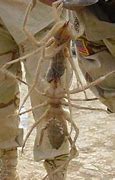 Image result for Middle East Camel Spider