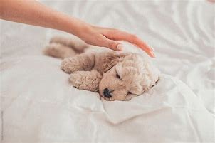Image result for Hand Petting Dog