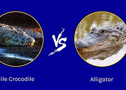 Image result for What Is Difference Between Alligator and Croc