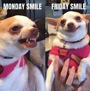 Image result for TGIF Meme Chihuahua