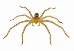 Image result for Small Huntsman Spider