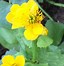 Image result for caltha