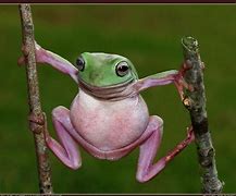 Image result for Cute Fat Frog