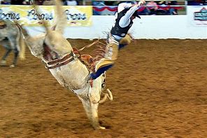 Image result for Rodeo