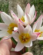 Image result for Tulipa cretica Hilde