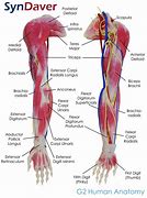 Image result for Muscles of the Arm and Back
