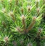 Image result for Pinus nigra Marie Brégeon