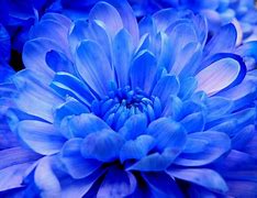 Image result for Blue Chrysanthemum Wallpaper