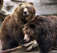 Image result for John Ball Zoo Brown Bear