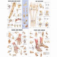 Laminated Joint Chart Bundle Shoulder Amp Elbow Hip