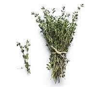 Image result for Daun Thyme