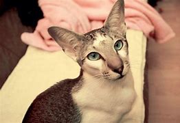 Image result for Rounded Cat Ears