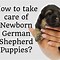 Image result for Newborn German Shepherd