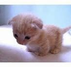 Image result for Cutest Cat Ever