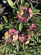 Image result for Erysimum Constant Cheer