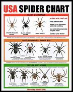 Image result for USA Spider Chart