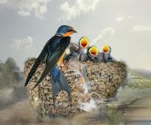 Image result for Barn Swallow Bird Nest