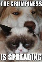 Image result for Grumpy Cat Dog
