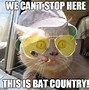 Image result for Bat Meme with No Text