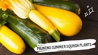 Image result for Tying Up Squash Plants