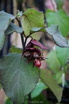 Image result for Leycesteria formosa Purple Rain