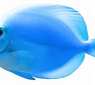 Image result for iPhone 6s Fish Wallpaper