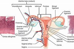 Image result for Superior Ovary