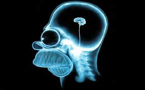 Image result for Homer Brain
