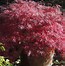 Image result for Prunus avium Nordwunder