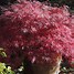 Prunus avium Marmotte に対する画像結果