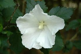 Зображення, знайдене за запитом "Hibiscus syriacus diana"