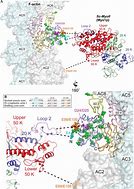 Image result for actinome6r�a